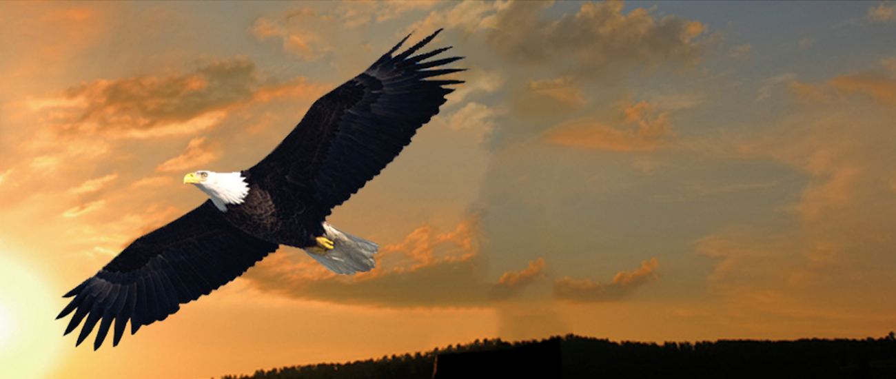 Photograph of bald eagle with distant mountains and the sunset in the background.
